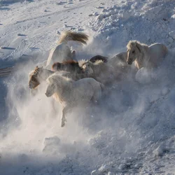 Des chevaux sauvages galopant dans la neige