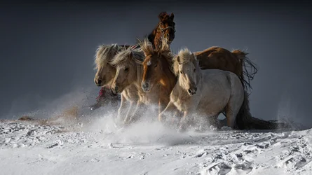 Des chevaux sauvages galopant dans la neige