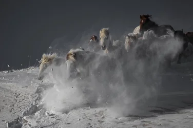 Des chevaux sauvages galopant dans la neige