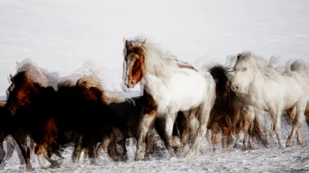 Chevaux sauvages en mouvement hivernal