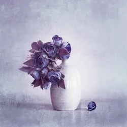 Délicates fleurs violettes