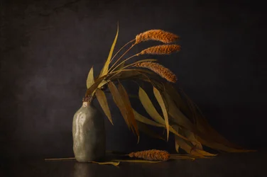 Nature morte botanique séchée