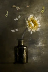 Libellules parmi les fleurs dorées