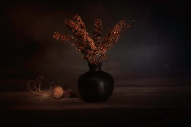 Moody - Plantes séchées