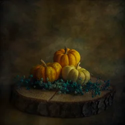 Citrouilles « Moody Harvest »