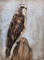 Un faucon majestueux perché