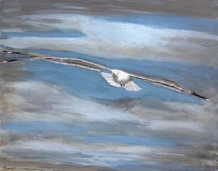 Le vol serein des mouettes