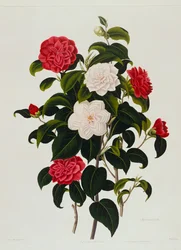 Camélia blush de Buff ou Hume : Camélia à feuilles de myrte, gravé par Weddell, 1819