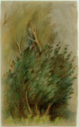 Tucheler Heide (Étude de forêt)