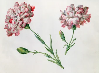 Œillets