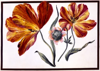 Tulipes et anémones, vers 1690