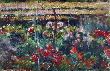 Jardin de pivoines