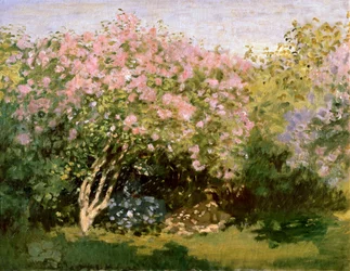 Lilas au soleil, 1872-1873