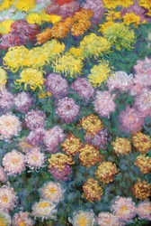 Massif de chrysanthèmes