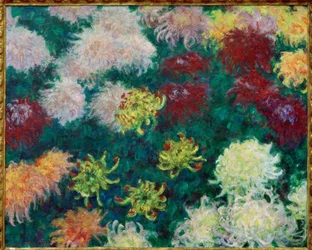 Massif de chrysanthèmes