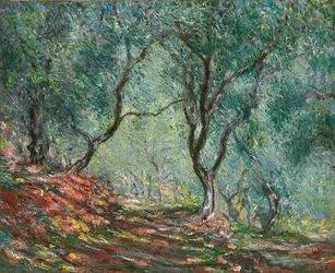 Oliviers au jardin Moreno, 1884