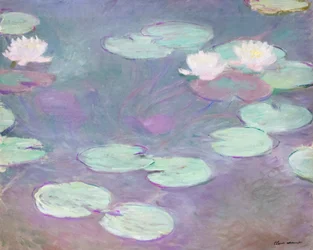 Nymphéas roses