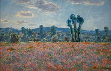 Champ de coquelicots