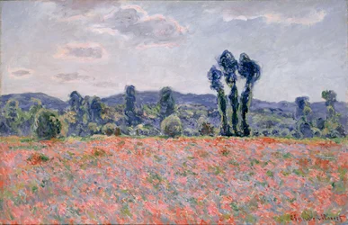 Champ de coquelicots