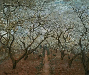 Verger en fleurs, Vétheuil