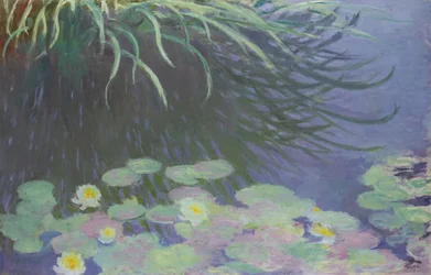 Nénuphars avec reflets d