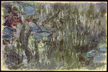 Nénuphars avec reflets de saules