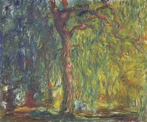 Saule pleureur