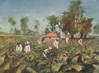Plantation de tabac, Cuba, 1916