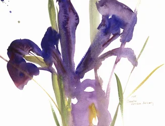 Iris, 1987