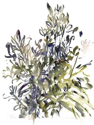 Senecio et autres plantes, 2003