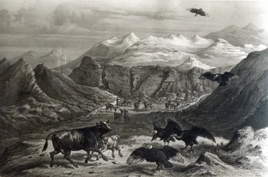 Veau attaqué par les condors, de 