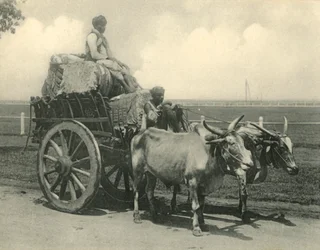 Chariot à bœufs