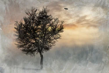 Lone Tree, un lieu spectaculaire
