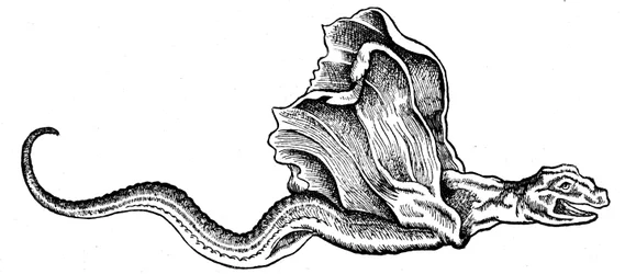 Un basilic
