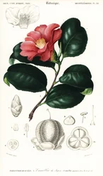 Camélia japonais, Camellia japonica