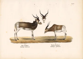 Antilopes Addax et Bontebok