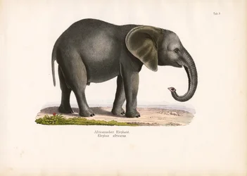 Éléphant d