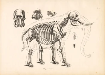 Anatomie du squelette de l