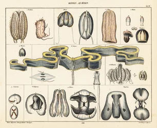 Anatomie des espèces de méduses