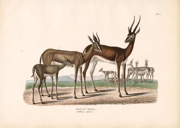 Oryx d