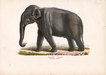 Éléphant d
