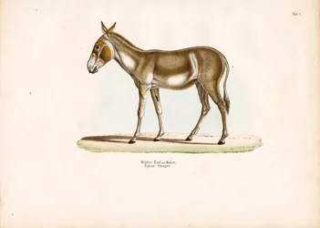 Cul sauvage asiatique ou Kulan