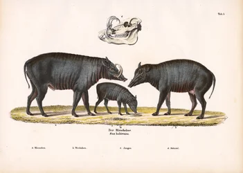 Famille Babirusa avec vue sur le crâne