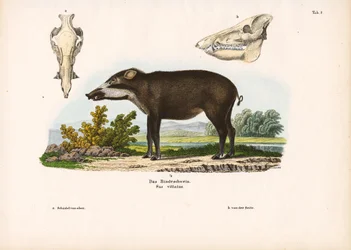 Cochon à bandes avec détails anatomiques