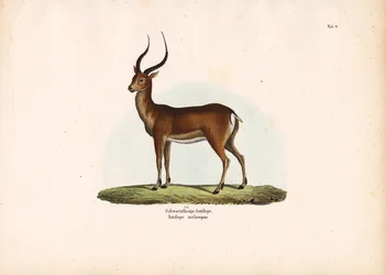 Antilope à pieds noirs