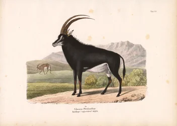 Antilope cheval noire
