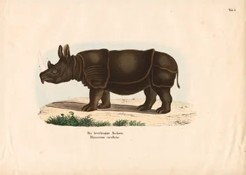 Rhinocéros noir