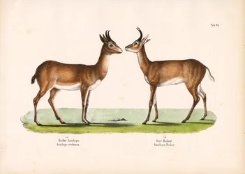 Fuligule de Bohor et fuligule milouinan