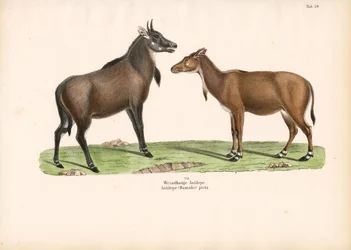 Bontebok ou Blesbok