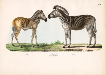 Le zèbre de Burchell (cheval-tigre) à différents âges
